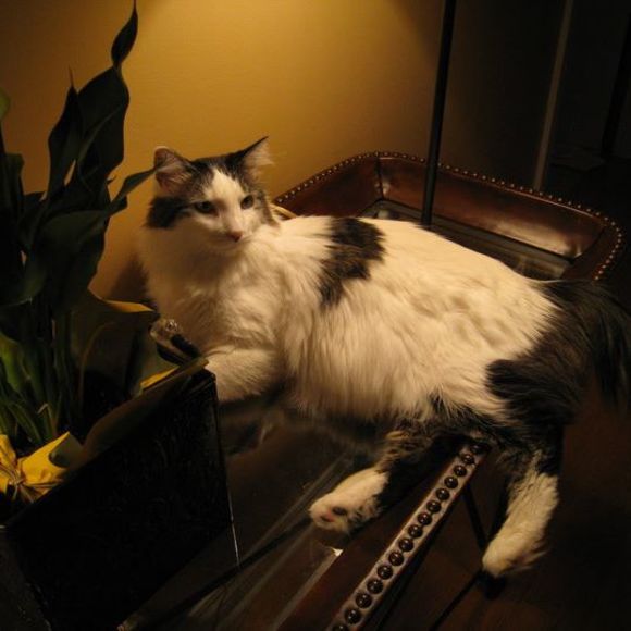 Meet your Posher, Rae - Picture 1 of 1